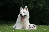 BERGER BLANC SUISSE - ADULTS ET PUPPIES 061